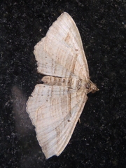 Costaconvexa polygrammata