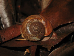 Cyclophorus perdix