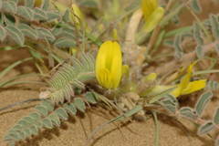 Astragalus longipetalus