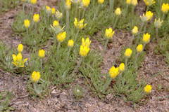 Ceratocephala falcata