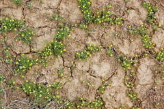 Ceratocephala falcata