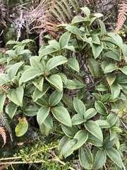 Viburnum propinquum