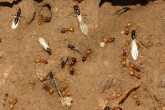 Camponotus fedtschenkoi