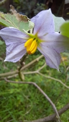 Solanum melongena