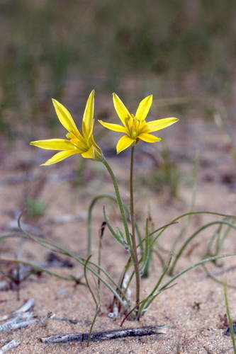 Gagea bulbifera (Pall.) Salisb.
