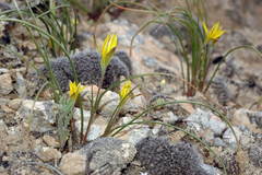 Gagea reticulata