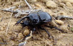 Ceratophyus polyceros