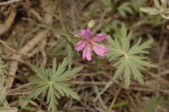 Geranium linearilobum