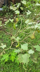 Solanum melongena
