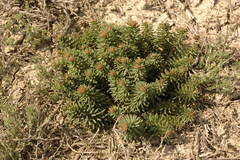 Pseudosedum lievenii