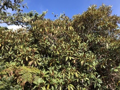 Rhododendron hyperythrum