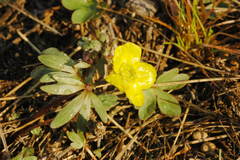 Ranunculus polyrhizos