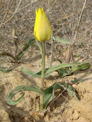 Tulipa