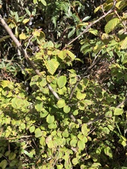 Corylopsis pauciflora