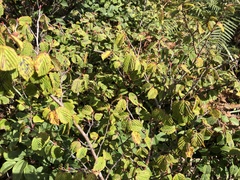 Corylopsis pauciflora