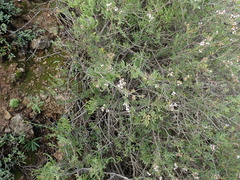 Eriocephalus pedicellaris