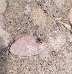 Stenaelurillus lesserti