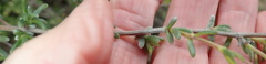 Eriocephalus pedicellaris