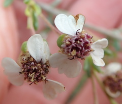 Eriocephalus pedicellaris