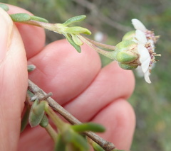 Eriocephalus pedicellaris