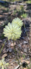 Ptilotus psilorhachis