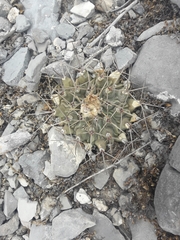 Thelocactus rinconensis rinconensis