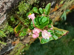 Begonia semperflorens-cultorum