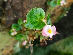 Begonia semperflorens-cultorum