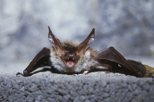 Bechstein's bat