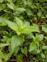 Wollastonia biflora