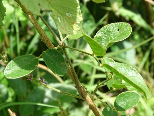 Image of Galactia striata by (c) Alexis López Hernández, some rights reserved (CC BY)