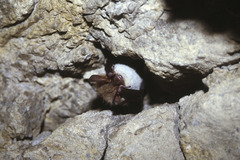 Myotis bechsteinii