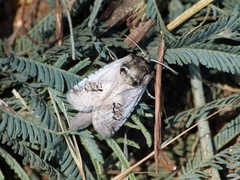 Parahypopta caestrum