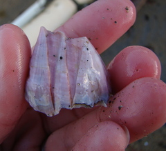 Notomegabalanus decorus