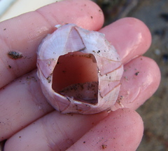 Notomegabalanus decorus