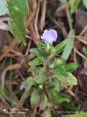 Ruellia bahiensis