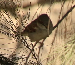 Passer domesticus