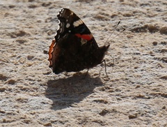 Vanessa atalanta