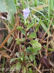 Ruellia bahiensis
