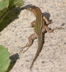 Podarcis pityusensis