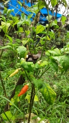 Capsicum frutescens