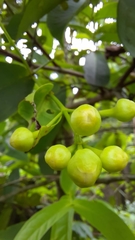 Syzygium aqueum
