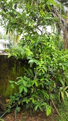 Syzygium aqueum