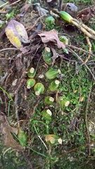 Allium ursinum