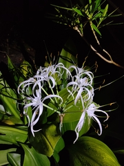 Hymenocallis caribaea
