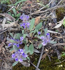 Ajuga australis