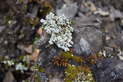 Stereocaulon paschale