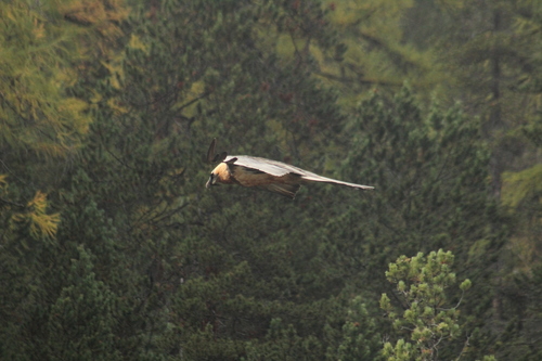 Quebrantahuesos (Gypaetus barbatus)