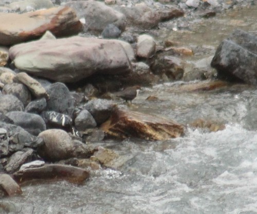 Continental Dipper