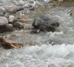 Cinclus cinclus aquaticus